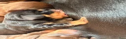 Miniature Dachshund dogs for sale: Miniature dachshund puppies - Advert 32