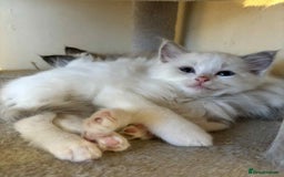 Ragdoll cats for sale: Ragdoll kittens boys 3 boys, one seal mink - Image 12