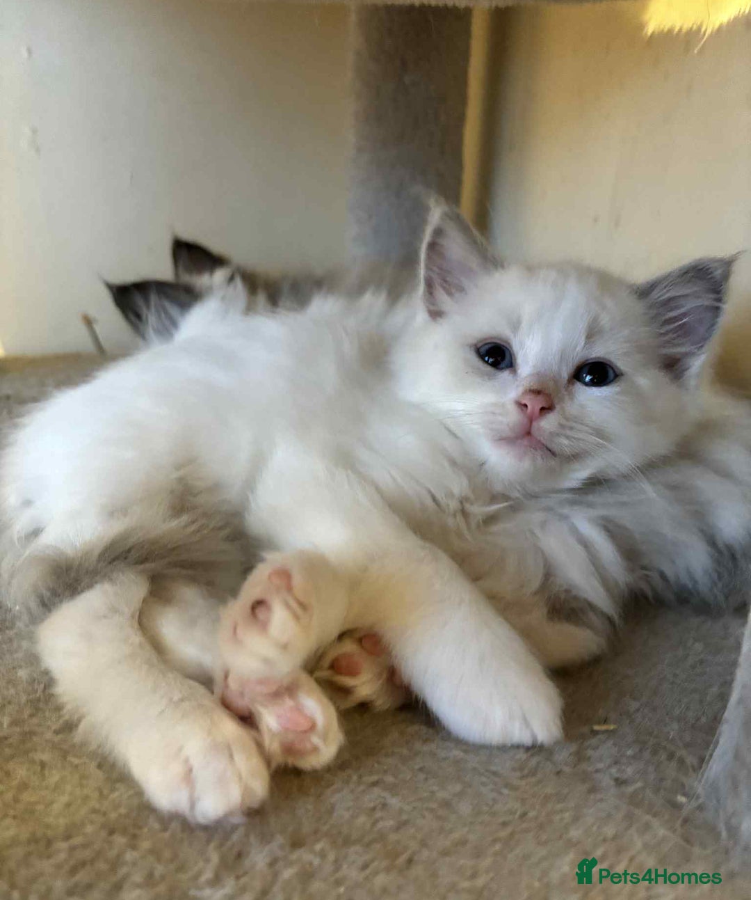 Ragdoll cats for sale: Ragdoll kittens boys 3 boys, one seal mink - Image 12