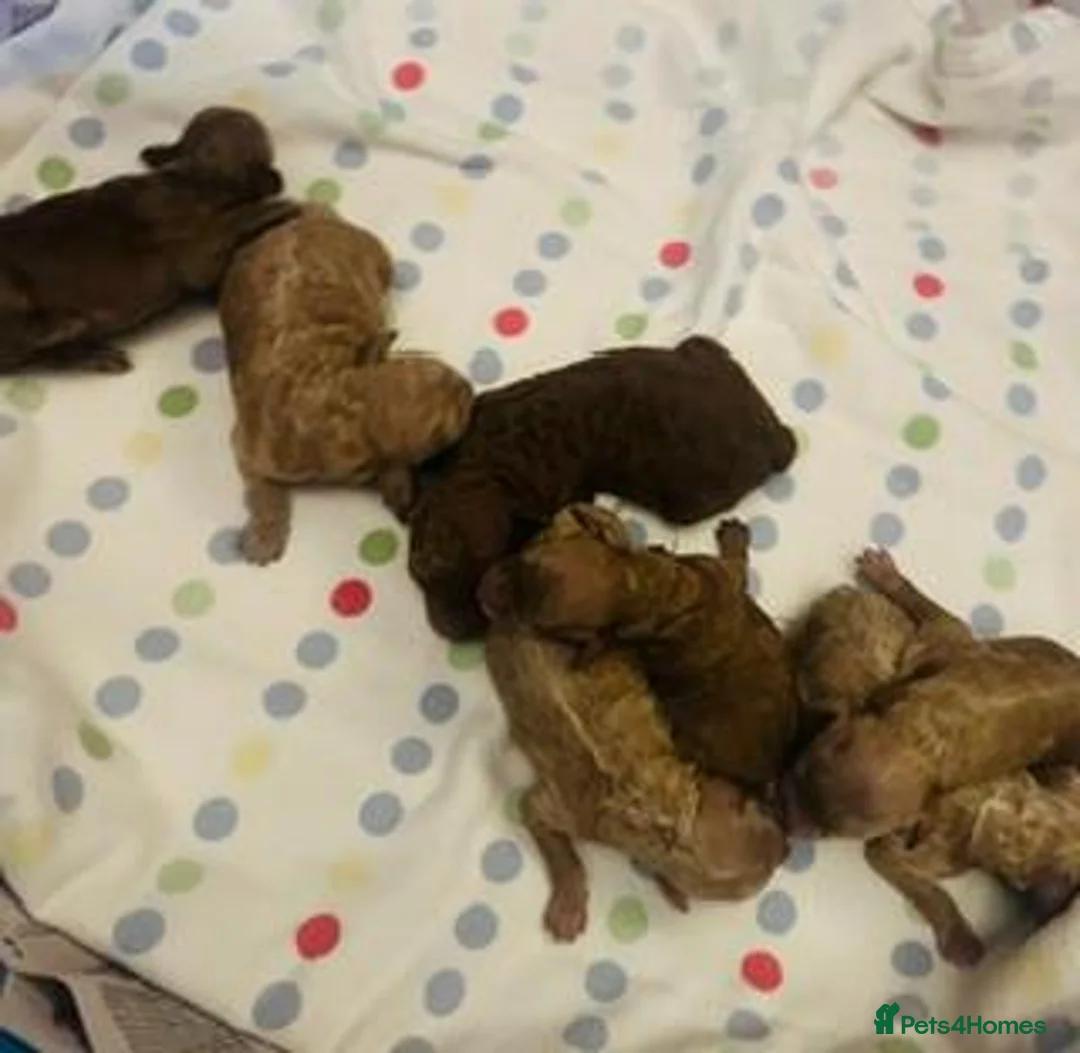 Toy Poodle dogs for sale: lyncham toy poodles - Advert 3