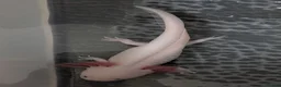 Axolotl reptiles for sale: Junior Axolotls - LIMITED AVAILABILITY -READY NOW! - Advert 4