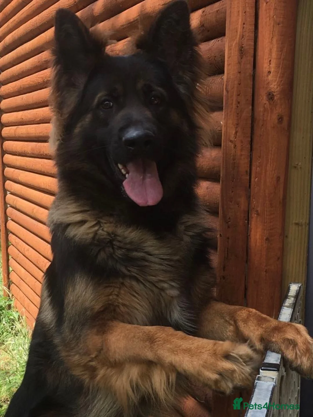 German Shepherd dogs for stud: Jerry Available At Stud Fully Health Tested Clear in Wisbech - Advert 5