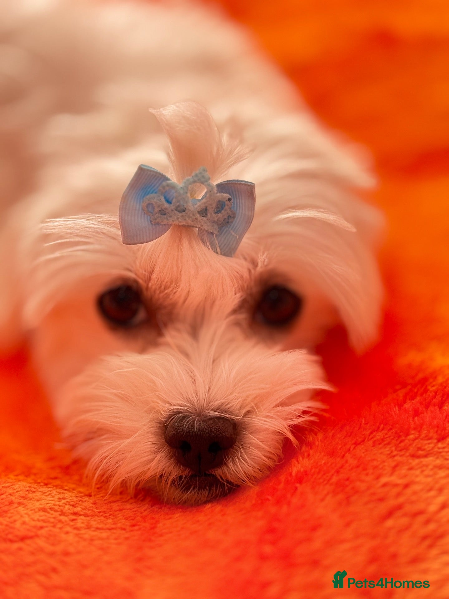 Maltese dogs for sale: 🐾💕 ADORABLE TINY PURE MALTESE - RESERVE NOW!  - Advert 2