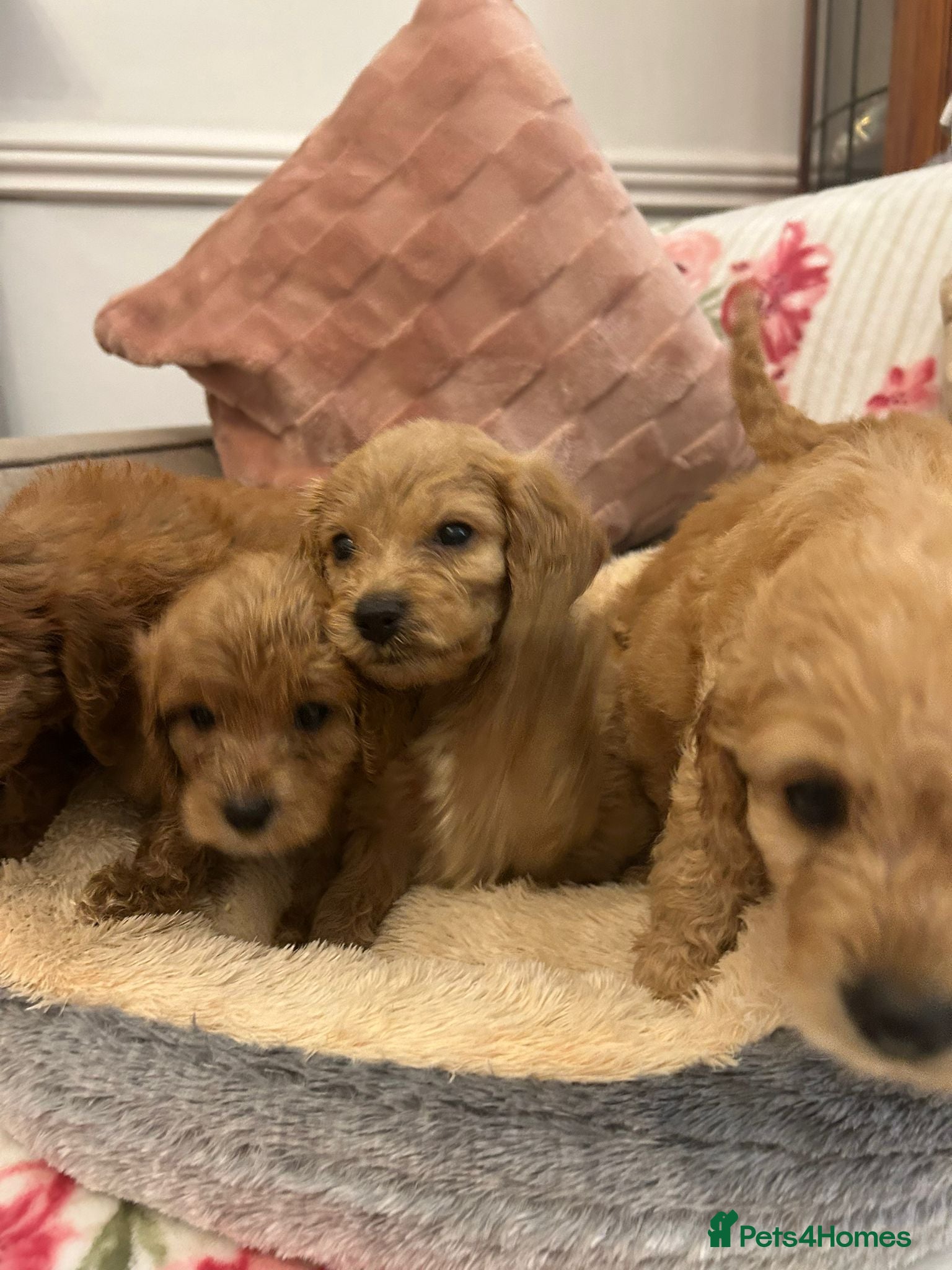 Cockapoo dogs for sale: Adorable cockapoo puppies - Advert 10