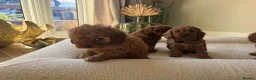 Cavapoo dogs for sale: DNA tested Dark red F1 cavapoo pups  - Advert 37