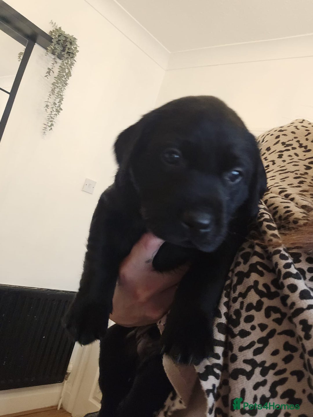 Labrador Retriever dogs for sale: Labrador puppies - Image 10