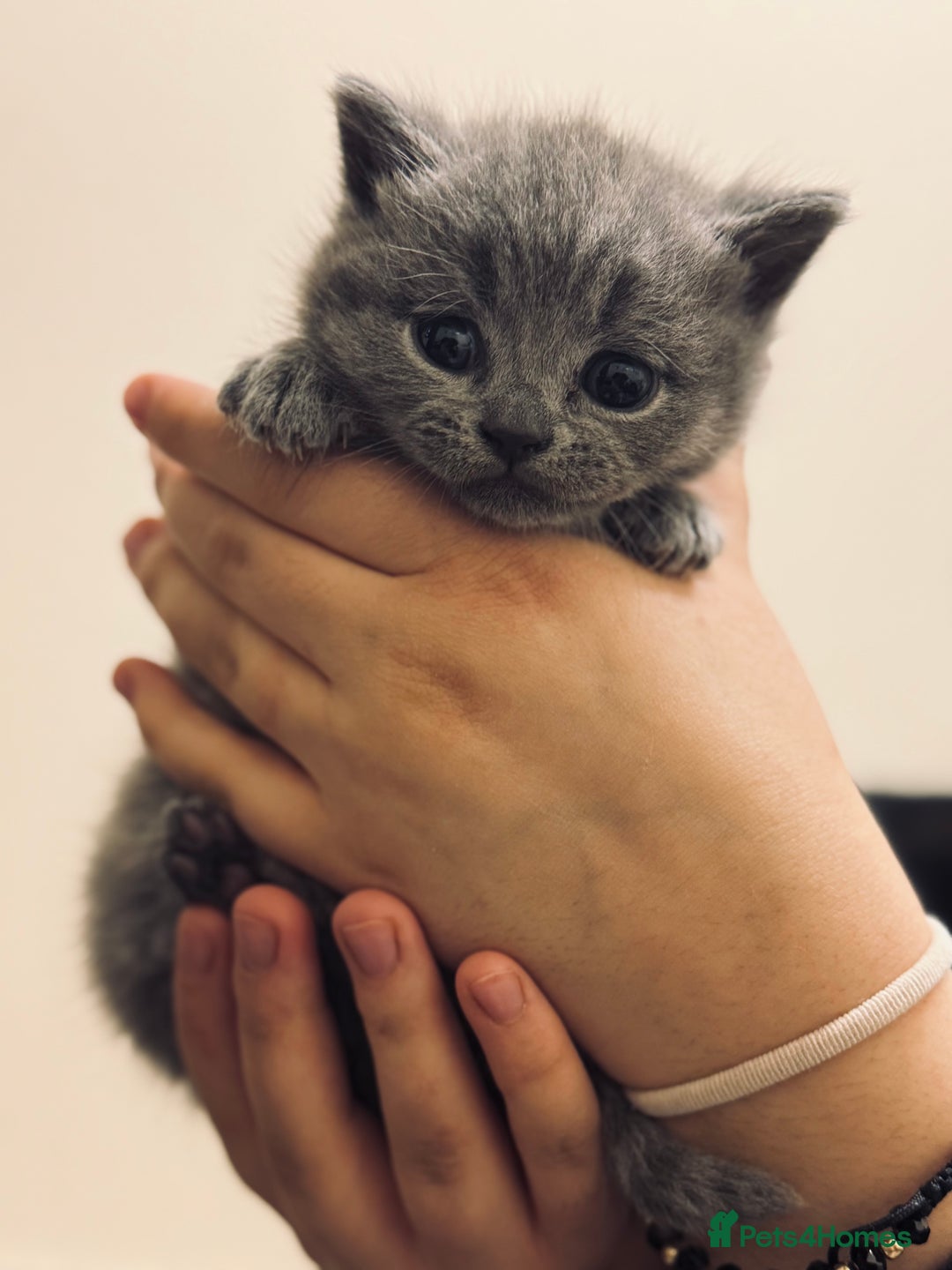 British Shorthair cats for sale: Pure British short hair  - Advert 1