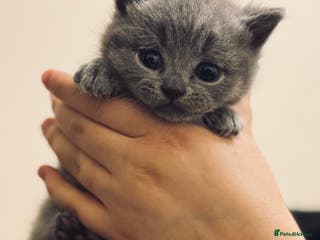 British Shorthair cats Pure British short hair - Advert 1