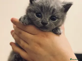 British Shorthair cats Pure British short hair - Advert 10
