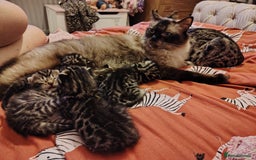 Bengal cats for sale: Bengal x Ragdoll kittens  - Image 7