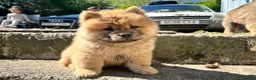 Chow Chow dogs for sale: Chow chow  - Advert 36