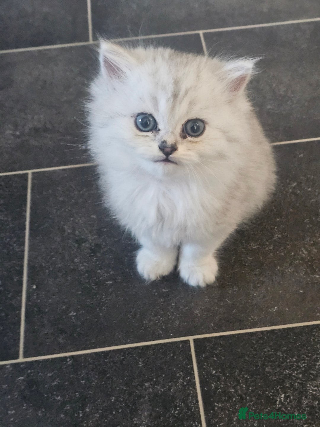 Persian cats for sale: Persian kittens for sale - Image 15