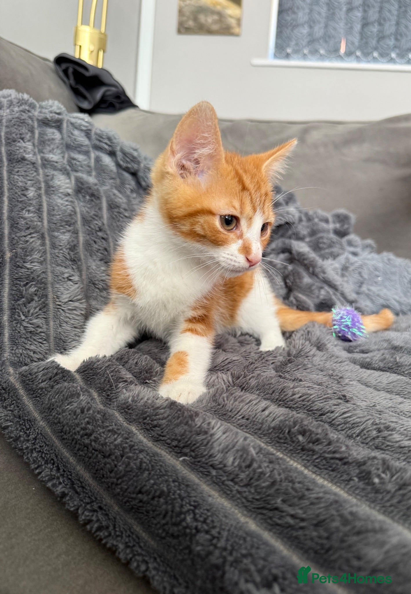 Mixed Breed cats Kitten boy ready for new loving home  - Advert 1