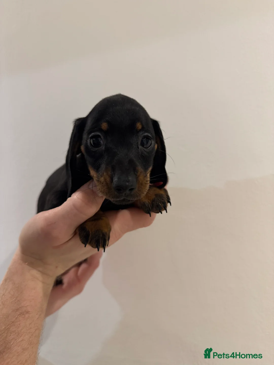 Miniature Dachshund dogs for sale: READY NOW KC Miniature Dachshunds  - Advert 7