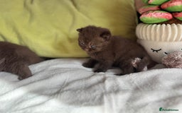 British Shorthair cats for sale: 🇬🇧✅BSH chocolate boys ⭐️GCCF💎last 2 left 🍩 - Image 11