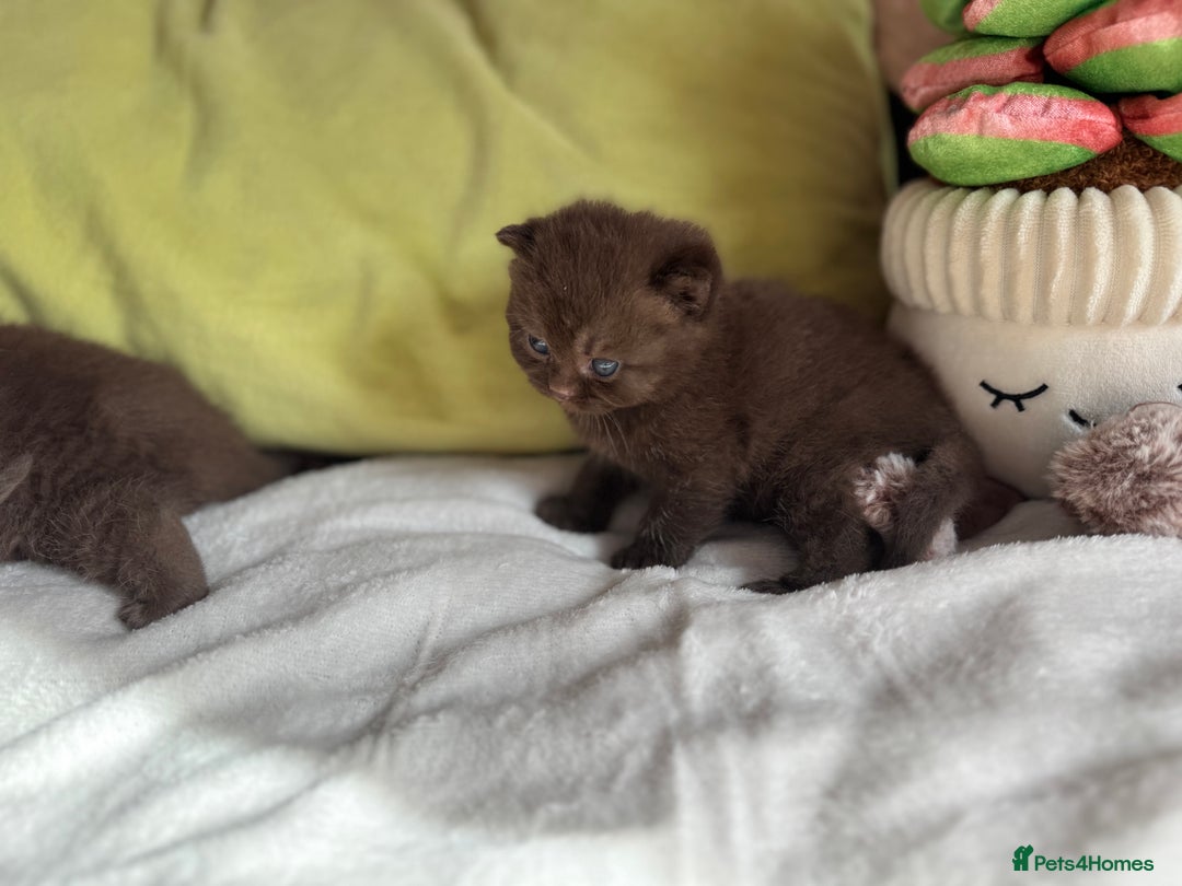 British Shorthair cats for sale: 🇬🇧✅BSH chocolate boys ⭐️GCCF💎last 2 left 🍩 - Image 11