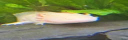 Other/Mixed Breed fish for sale: Axolotls  - Advert 4
