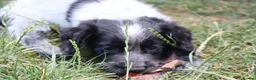 Cocker Spaniel dogs for sale: Working cockers  - Advert 16