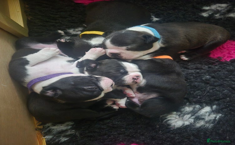 Boston Terrier dogs - Advert 1