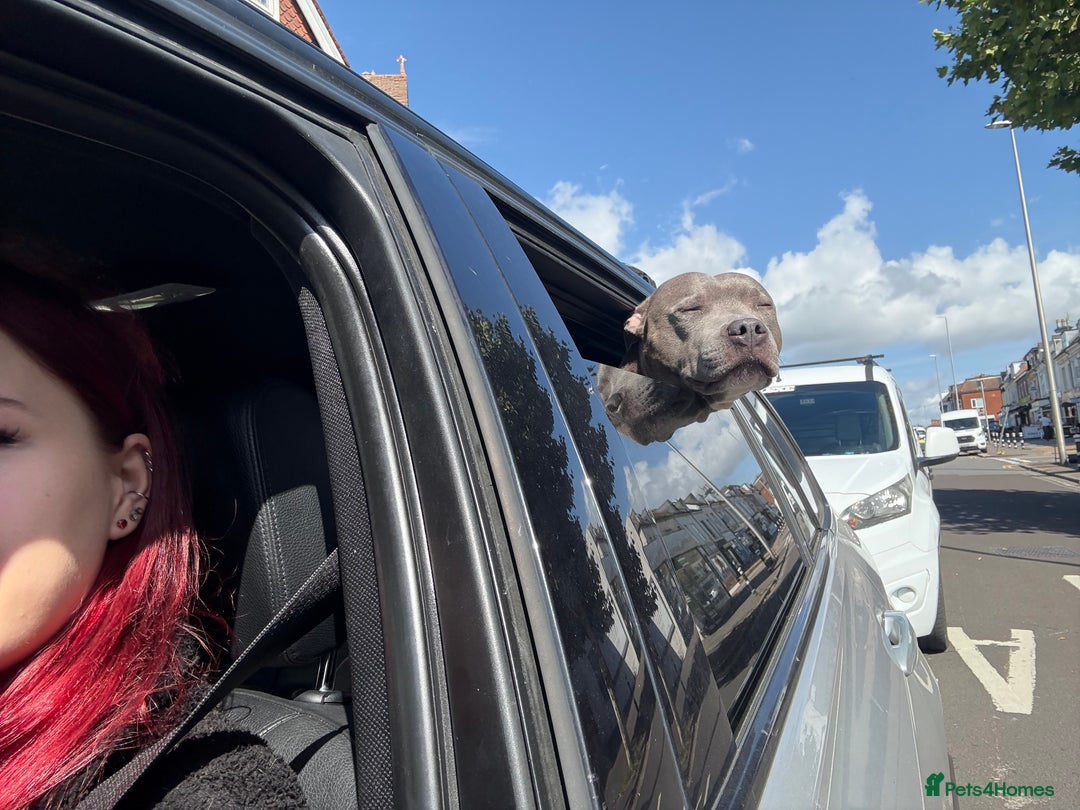Staffordshire Bull Terrier dogs for sale: Experienced Home For Loki - Image 3