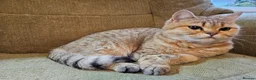 British Shorthair cats for sale: Golden British Shorthair Adult Female - Advert 3