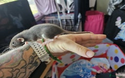 Rat rodents for sale: male and female rats for sale - Image 14
