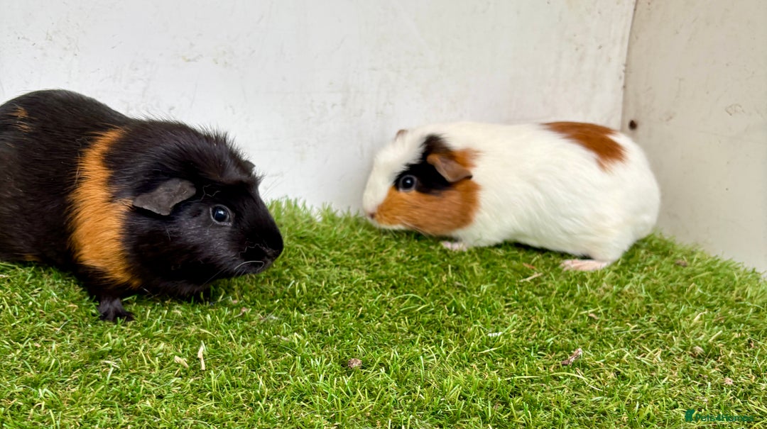 Guinea Pig rodents for sale: Super calm, friendly Guinea pig females  - Image 21