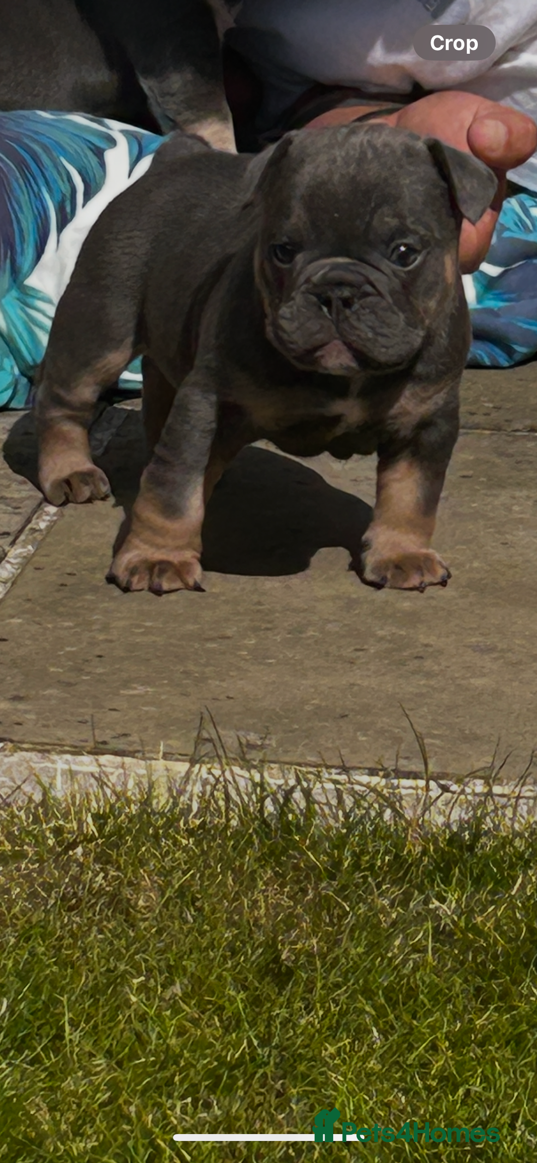 Mixed Breed dogs for sale: Stunning F1 (French x British Bulldog) Puppies - Advert 29