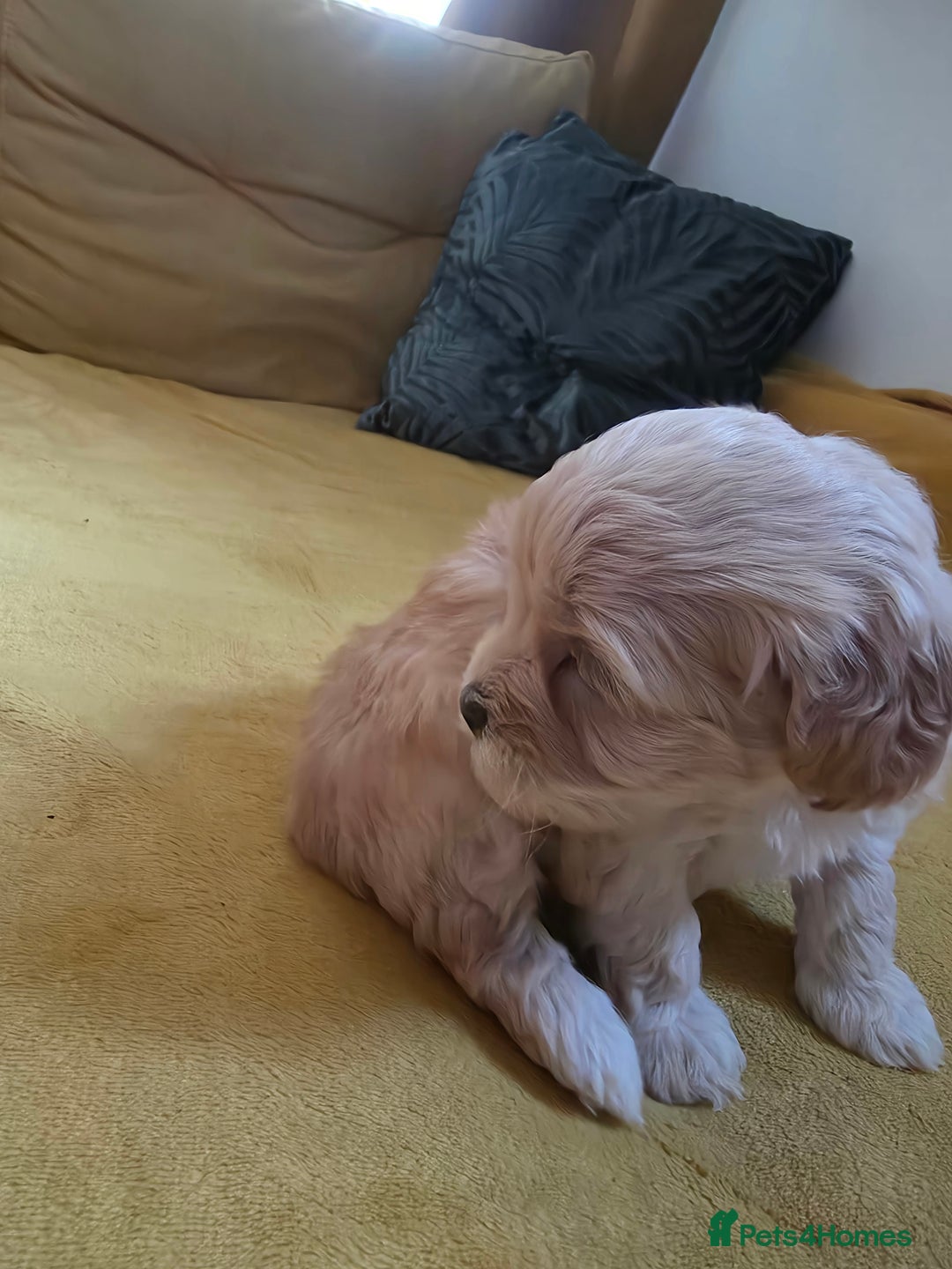 Maltipoo dogs for sale: F1 Maltipoo for sale  - Advert 3