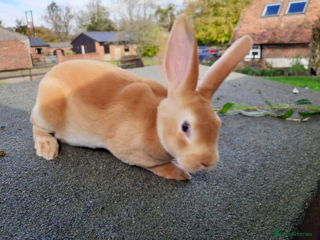 Rex rabbits for sale: Standard orange rex females - Image 4