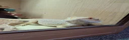 Bearded Dragon reptiles for sale: Juvenile Bearded Dragon & Full Set Up - Advert 7