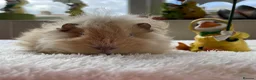 Guinea Pig rodents for sale: Pure bred Lunkarya sow - Advert 3