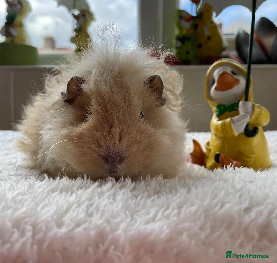 Guinea Pig rodents for sale: Pure bred Lunkarya sow - Advert 3