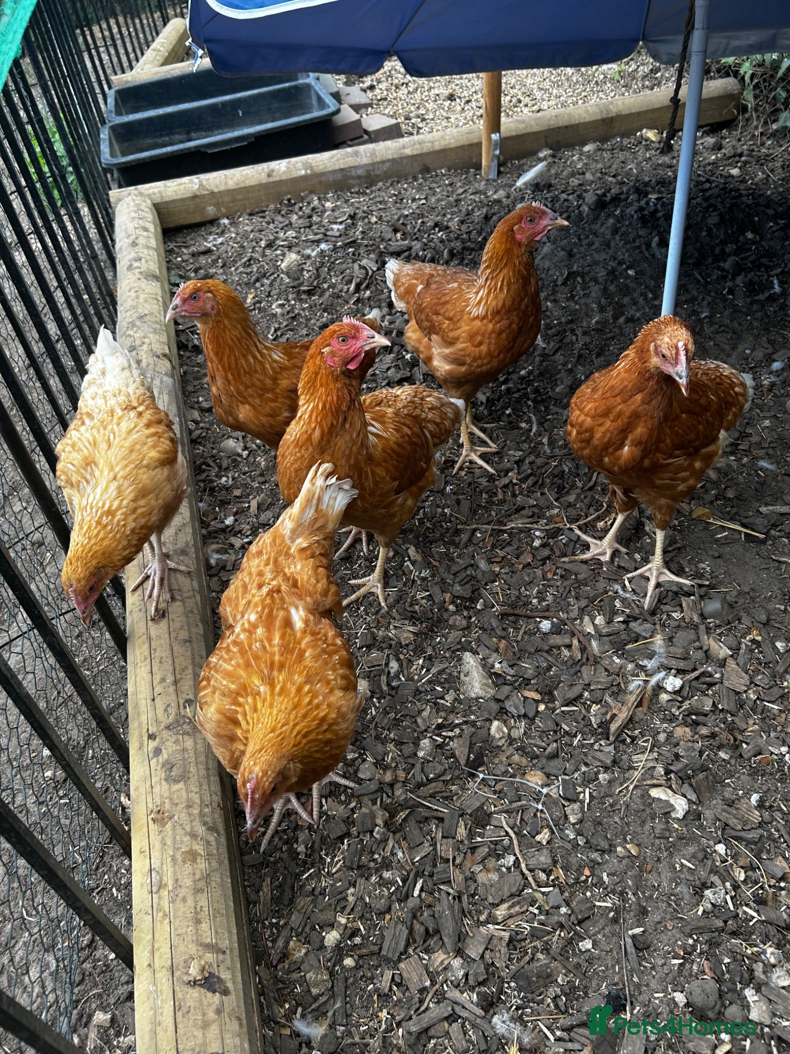 Chickens poultry 6 point of lay hens/pullets - Advert 1