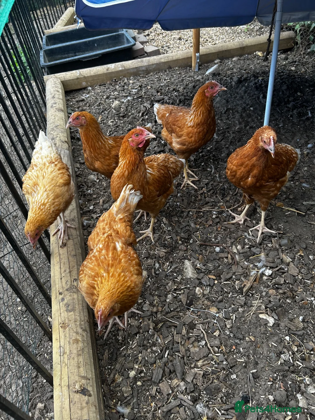 Chickens poultry for sale: 6 point of lay hens/pullets - Advert 1
