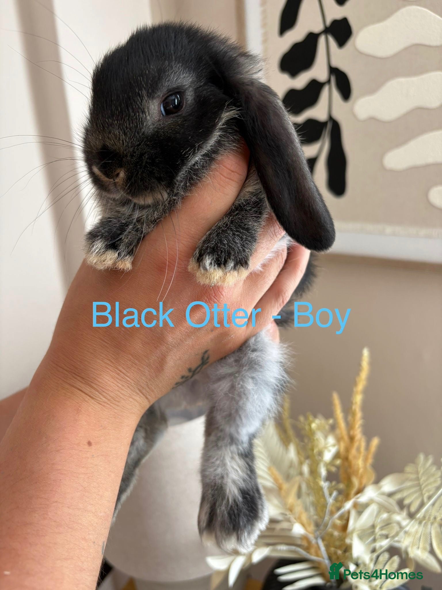 Mini Lop rabbits Beautiful Mini Lop Bunnies - last 5 remaining  - Advert 1