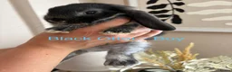 Mini Lop rabbits for sale: Beautiful Mini Lop Bunnies  - Advert 11