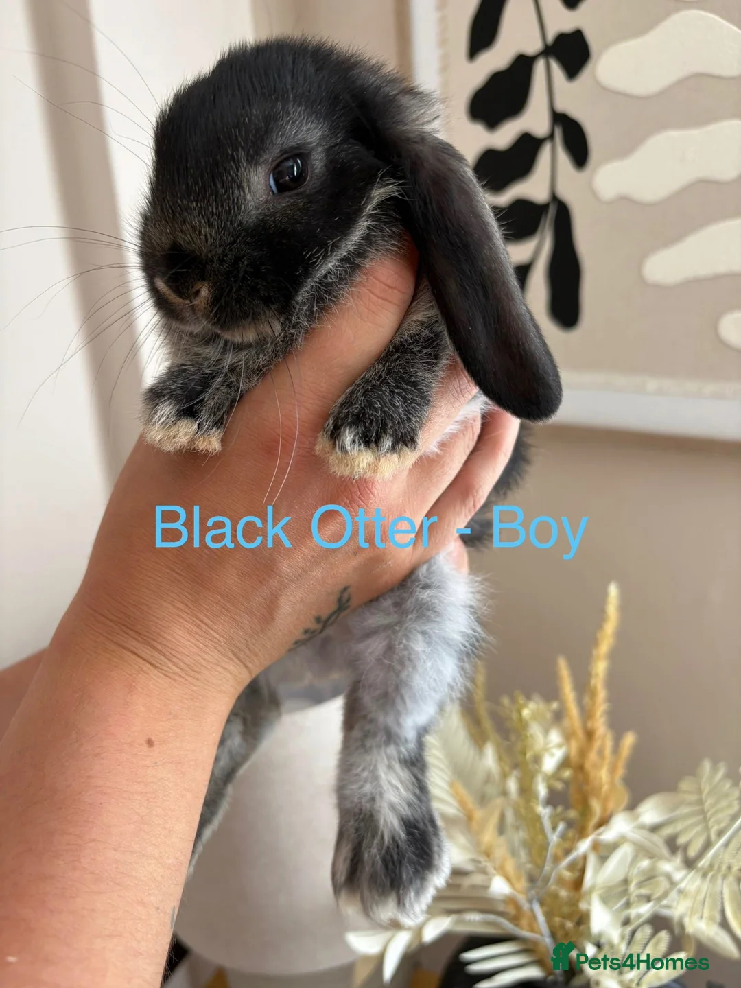 Mini Lop rabbits for sale: Beautiful Mini Lop Bunnies  - Advert 11