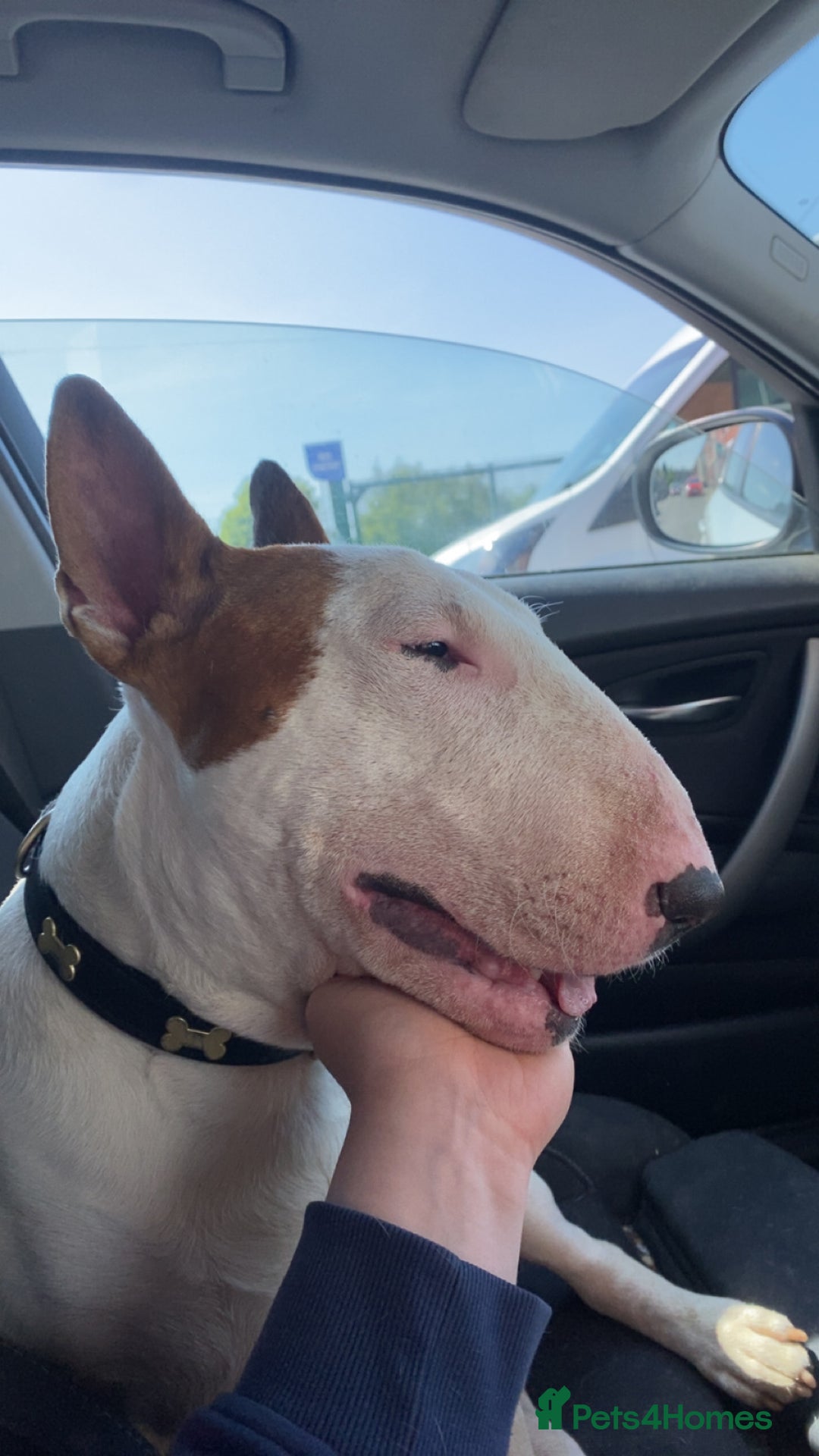 English Bull Terrier dogs for stud: English bull terrier for stud  - Advert 15