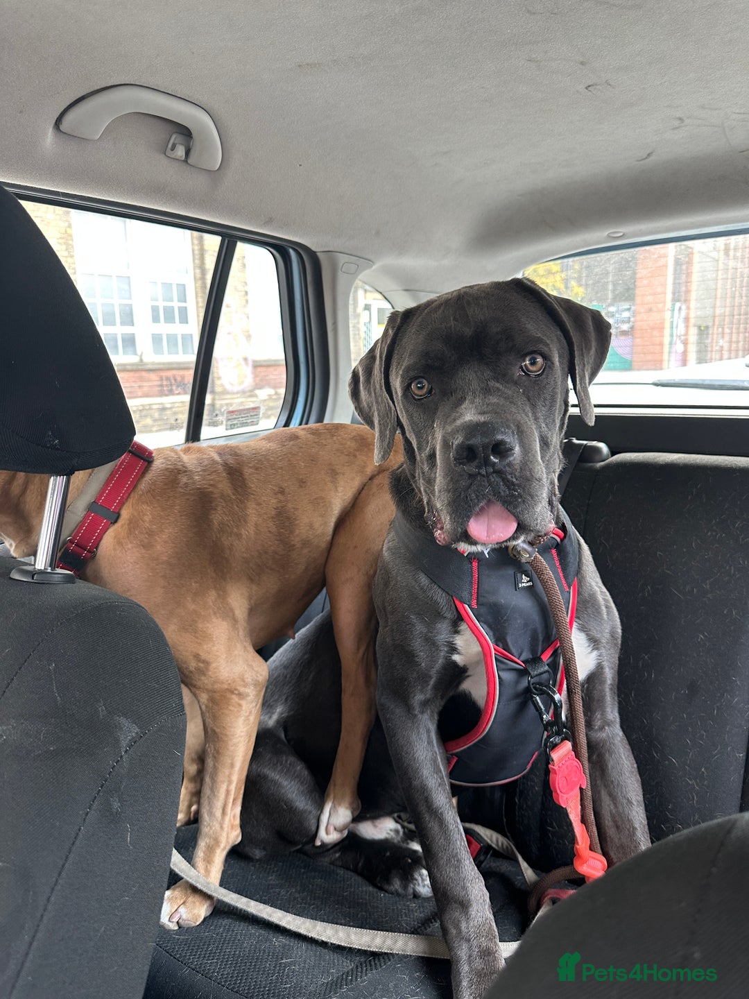 Great Dane dogs for sale: Great Dane 10 months  - Image 2