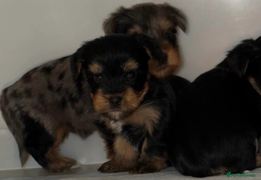 Yorkshire Terrier dogs for sale: 🌸 Stunning Yorkshire terrier puppies available 🌸 - Advert 26