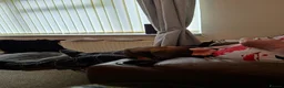 Dachshund dogs for sale: Mabel - Advert 5
