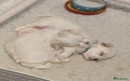 Maltese dogs for sale: Gorgeous KC pedigree Maltese puppy boy - Image 18