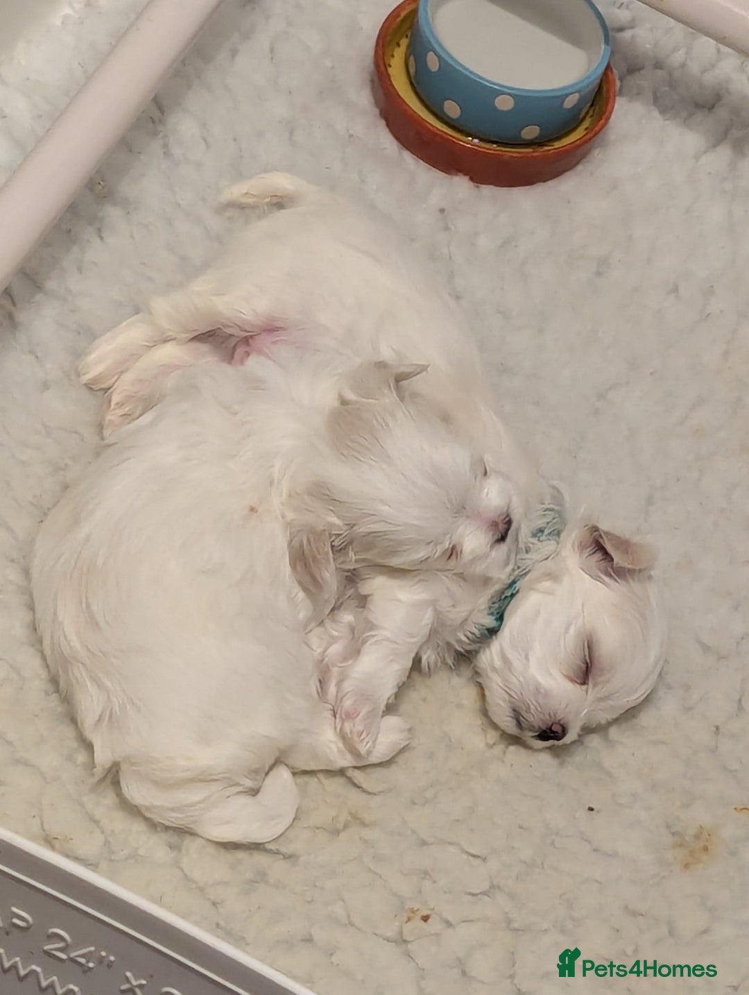 Maltese dogs for sale: Gorgeous KC pedigree Maltese puppy boy - Image 18