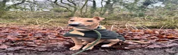 Lurcher dogs for sale: Family lurcher  in Wigan - Advert 7