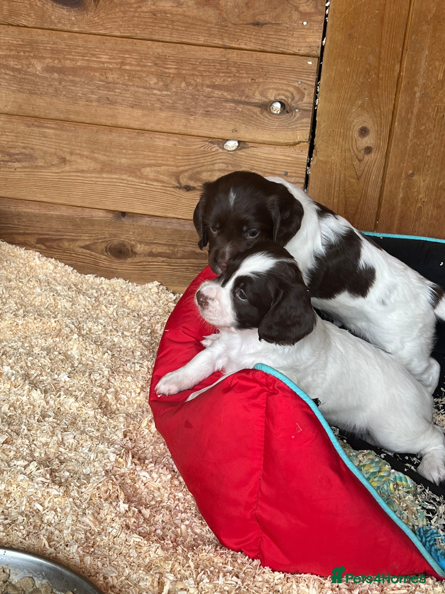 English Springer Spaniel dogs Kc reg Springer Spaniel puppies - Advert 1