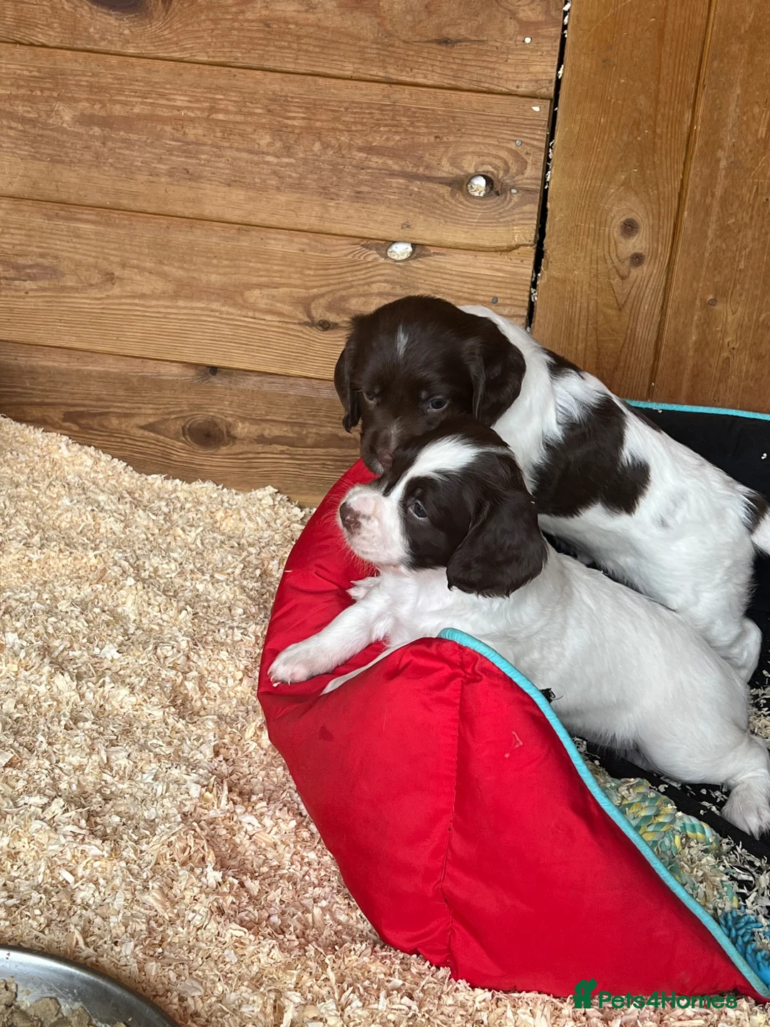 English Springer Spaniel dogs for sale: Kc reg Springer Spaniel puppies in Faringdon - Advert 1