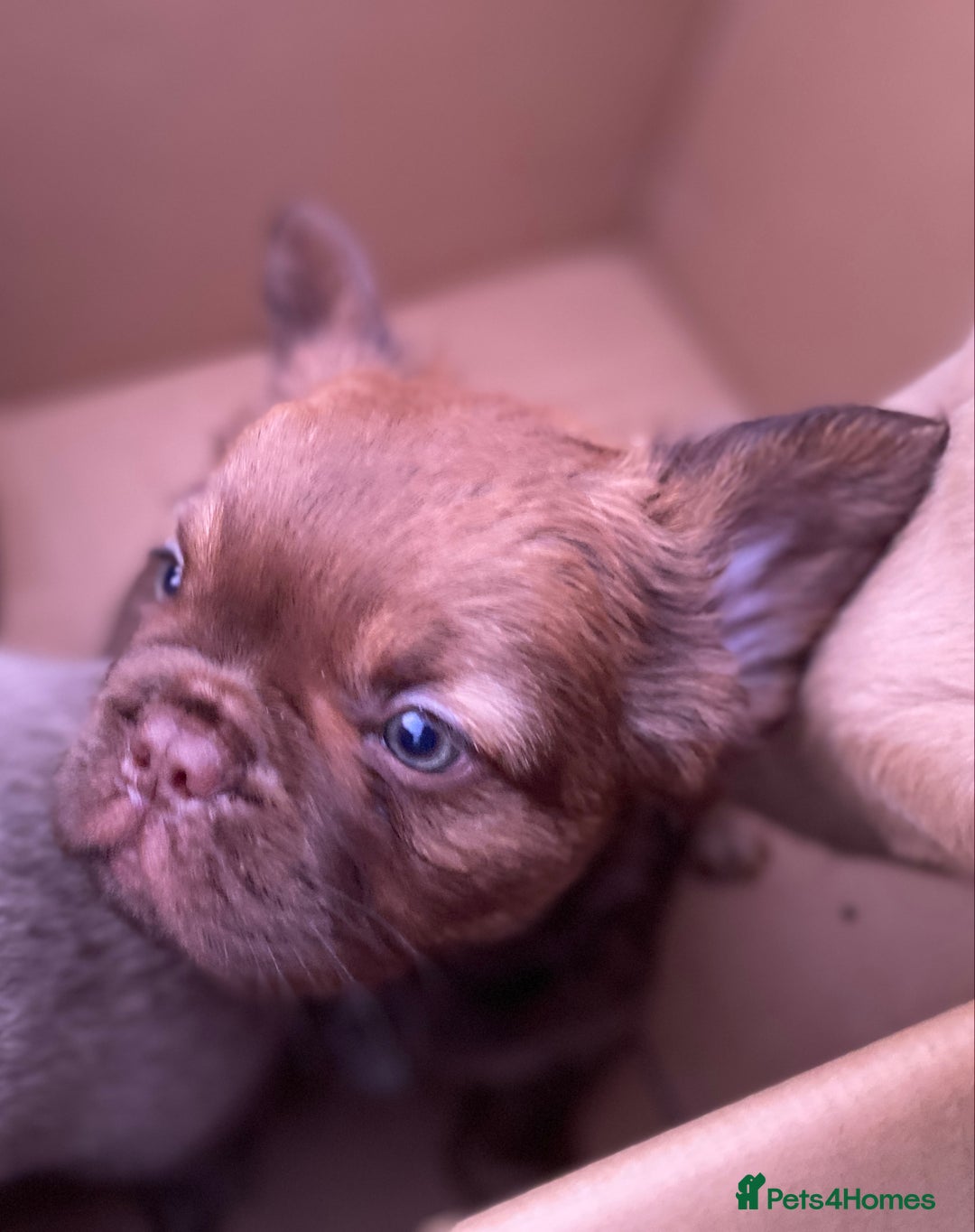 French Bulldog dogs for sale: READY TO LEAVE THIS WEEKEND FLUFFY FRENCH BULLDOGS - Advert 15
