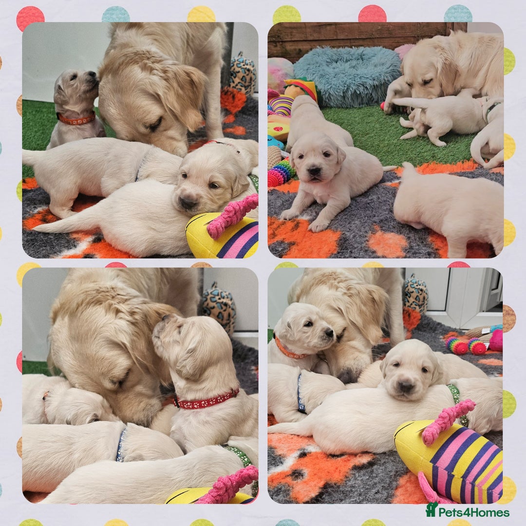 Golden Retriever dogs for sale: 9 KC registered, from imported lines puppies  - Image 30
