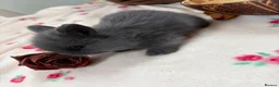Mixed Breed rabbits for sale: Mini Lion Lop Bunnies  - Advert 3